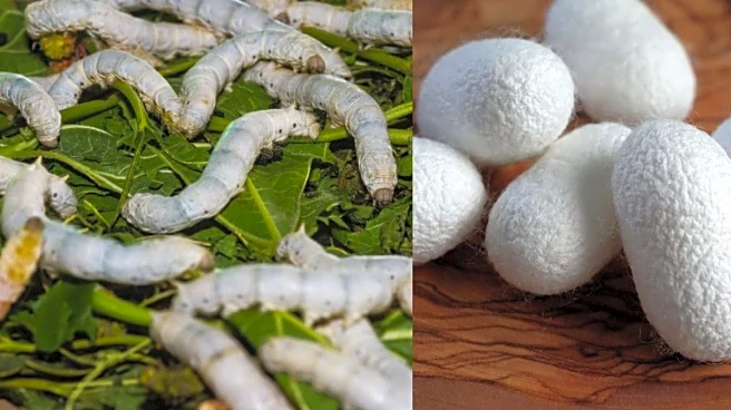 Can AI Save India’s Silk Farmers? Bengaluru’s New Tool Might Have The Answer