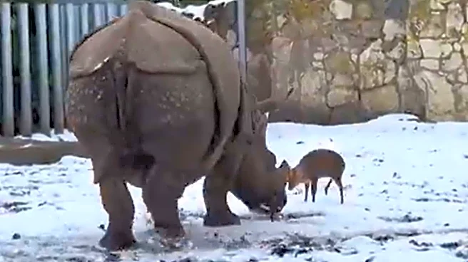 This Video Of A Tiny Deer Squaring Up To A Rhino Is Melting Hearts Online