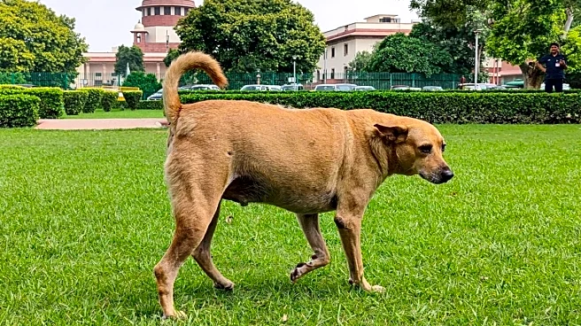 'For Every Dog-Bite, We Are Likely To...': Supreme Court In Big Remark On Stray Dogs Case