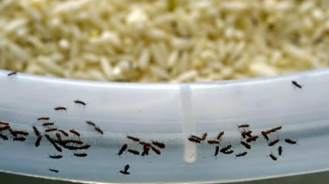 Try These 5 Rice Variants That Are Healthier, Better Than White Rice For Diabetics