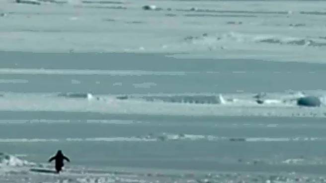 Watched The ‘Lonely Penguin’ Video? Filmmaker Reveals Backstory— ‘He Was Heading Towards His Own Death’