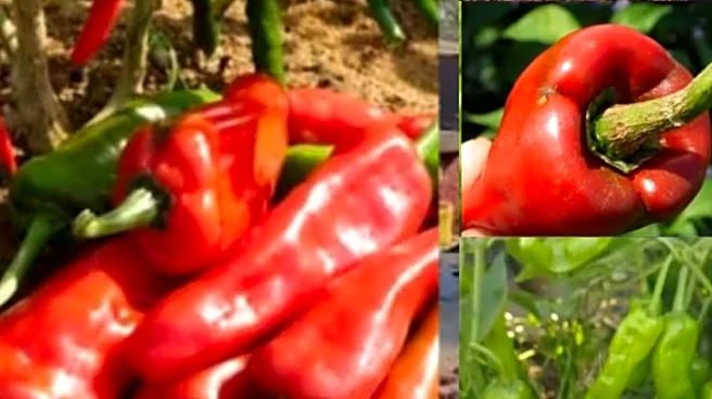 Warangal Tomato Chilli: The Fiery Crop That Colours Lipsticks And Nail Polishes!