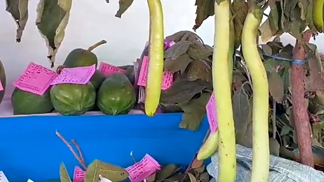 2.5 Foot Brinjal Steals The Show At Godda Republic Day Agriculture Fair In UP
