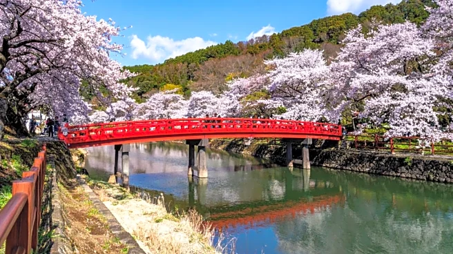 Bloom And Gloom: Japan Says Tourists Cannot Attend Cherry Blossom Festival. Here's Why