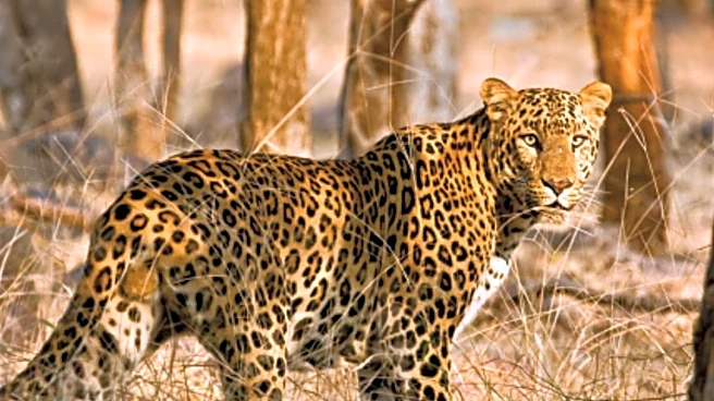 Why Leopard Roaming Near Homes In Telangana Is A Warning We Can’t Ignore