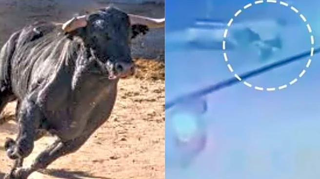 On Cam | Biker Severely Injured After Stray Bull Attacks Him In Noida