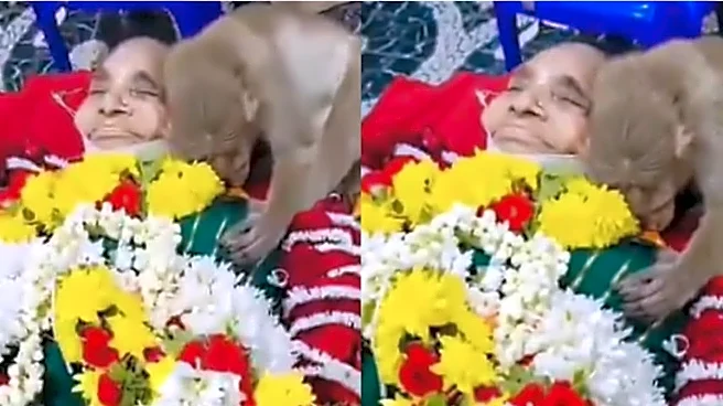 Emotional Moment As Monkey Bids Final Goodbye To 85-Year-Old Woman Who Fed Him: 'The Wealth You Take With You'