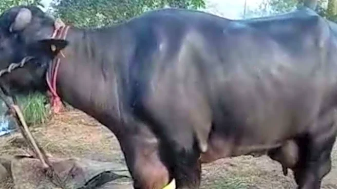 Bankruptcy In Barnyard? Pakistan's Punjab Plans Gobar Tax For Buffaloes In 'Financial Desperation' | Exclusive