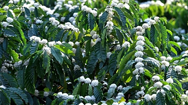 Reading The Rain: How Karnataka's Coffee Growers Are Turning To AI-Driven Weather Tech