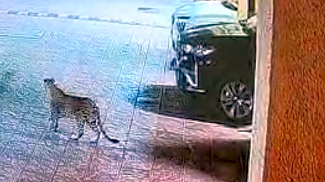 Leopard Spotted Inside Residential Society In Malad East, Residents Panic | Video