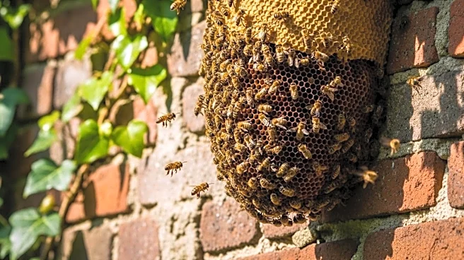 Bee Attack At Madhya Pradesh School Leaves 9-Year-Old Dead, Several Injured