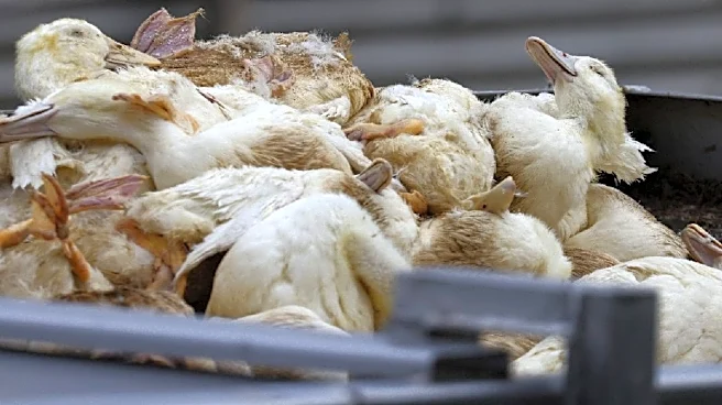 Bird Flu Alert Near Bengaluru: Containment Zones Set Up After H5N1 Detected in Hesaraghatta