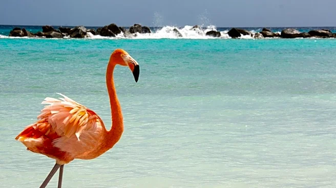Flamingos Aren’t Naturally Pink And Here’s Why