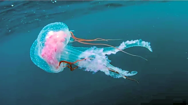 A Forgotten Jar Led To The Discovery Of A Jellyfish That ‘Never Dies’