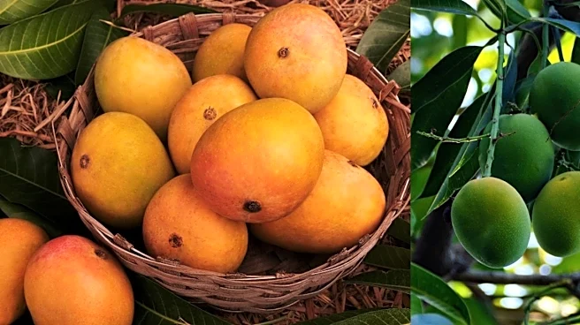 Mumbai’s Mango Season Is Here: Where Alphonso Meets Summer Dining Experiences