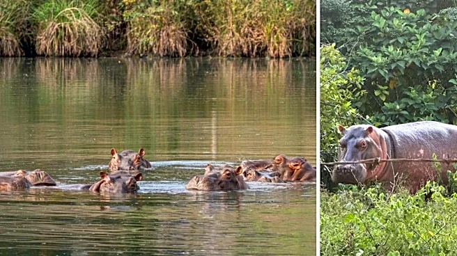 Anant Ambani Urges Colombia To Save 80 Hippos From Death, Offers Lifelong Home At Vantara