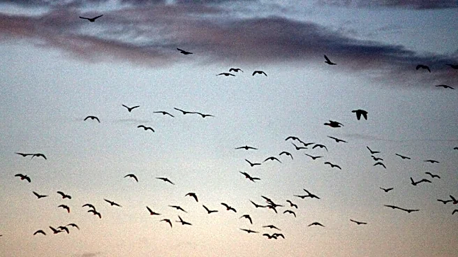 Why Animals Sometimes Act Strange Before Earthquakes