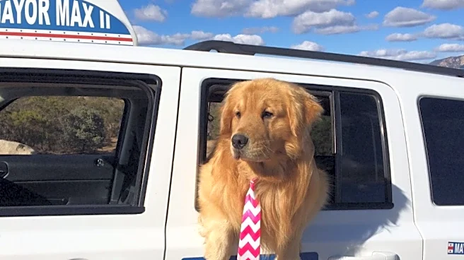 This Town Put A Dog In Charge And Residents Say It Worked Surprisingly Well