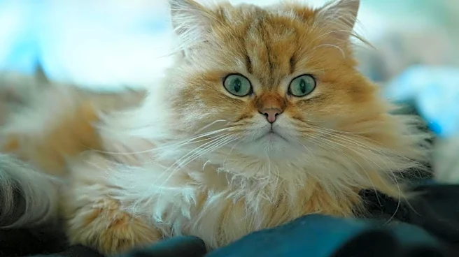 The Cat That Seemed To Predict Death: How One Nursing Home Pet Became A Medical Mystery