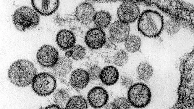 What Is Hantavirus? Why Cruise Ship Cases Are Raising Alarm
