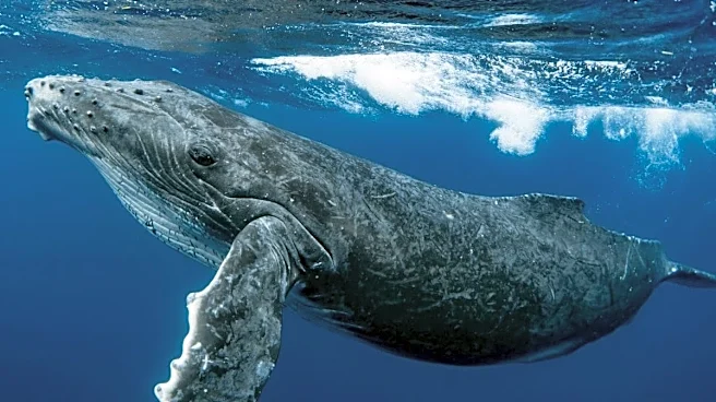The Whale That Sounded Almost Human Left Scientists Speechless