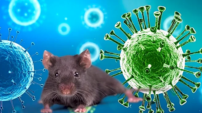 Hantavirus Outbreak Explained: Symptoms, Spread, and Why Early Diagnosis Matters