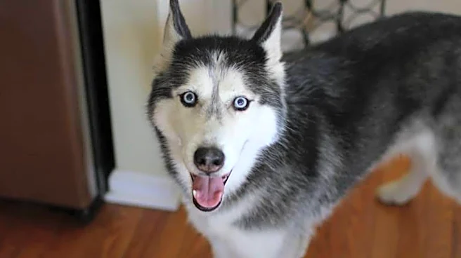 The Husky That Seemed To Say ‘I Love You’ And Became A Viral Internet Legend