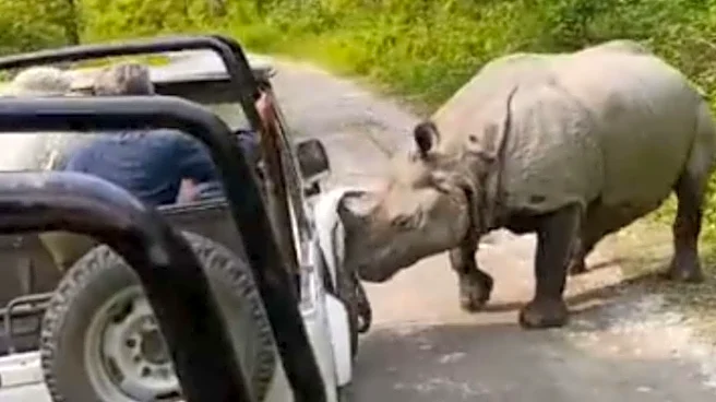 Rhino Charges At, Tries To Lift Safari Jeep In Assam's Manas National Park | Watch
