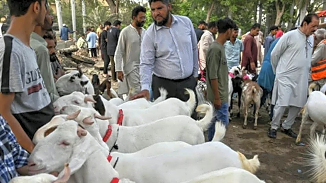 Why Pakistan Is Worried About Congo Fever Spreading During Eid-ul Azha?