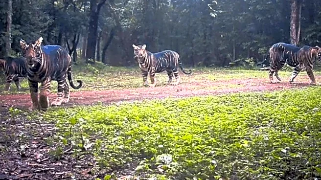 World's Rarest Tigers In One Frame: Melanistic Tigress And Her Three Cubs Spotted In Odisha's Similipal Reserve
