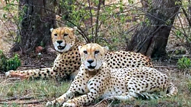 Project Cheetah: How A Species Declared Extinct During Nehru Era Returned To India Under Modi Govt