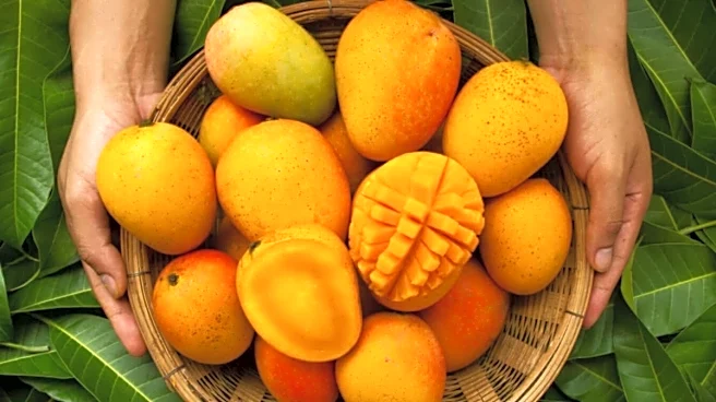 Why Bengal's Famous Himsagar Mangoes May Struggle To Reach Overseas Markets This Season