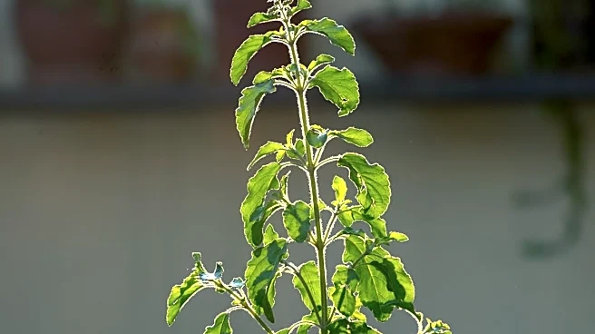 Should You Keep A Tulsi Plant On The Terrace? Here's What Vastu Says