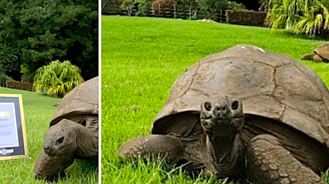 This Giant Tortoise Has Entered The Guinness World Records For An Incredible Reason; Check Here