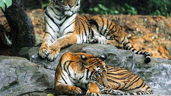 Why Do National Parks In India Shut Down Safaris During Monsoon?
