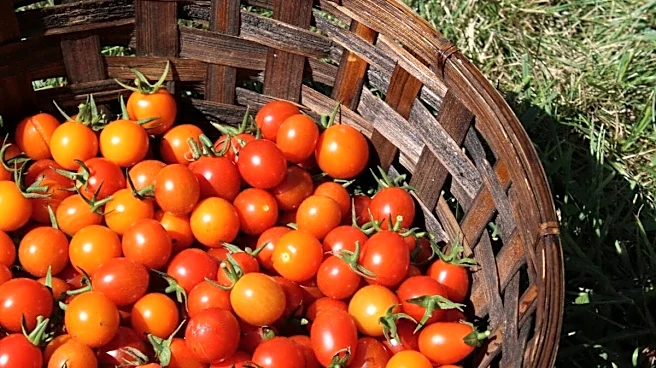Desi Vs Hybrid Tomatoes: What Is The Difference And Which One Is Healthier?