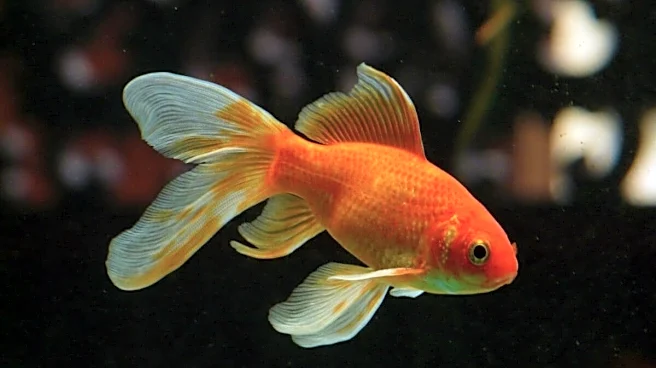 The Goldfish That Outlasted Generations And Lived To Be 43