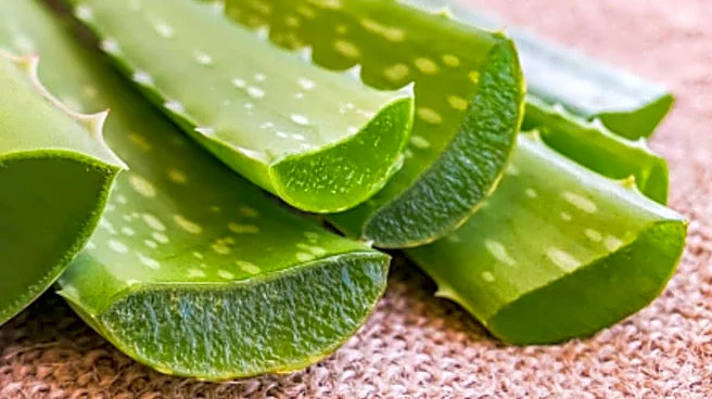 From Neem To Aloe Vera: 6 Ayurvedic Ingredients That Help You Stay Healthy During The Monsoon