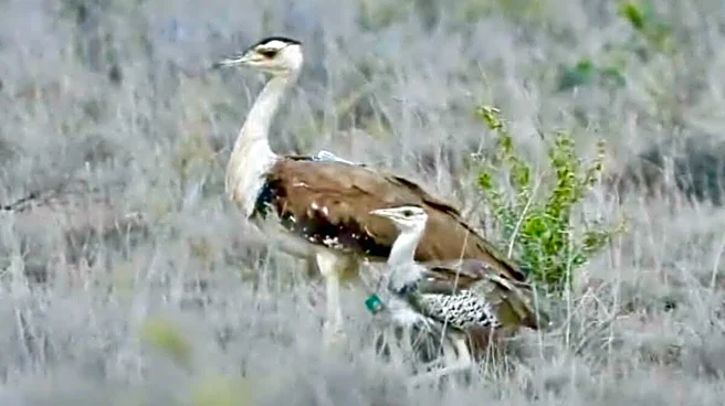 Great Indian Bustard Still On The Brink: Latest Survey Estimates Only 130 Birds Left As Threats Rise