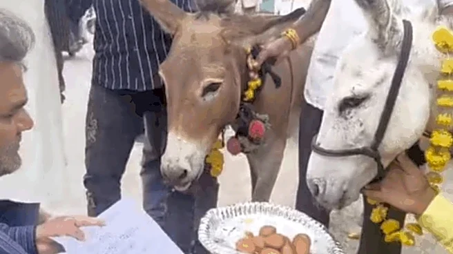 No Rain, Only Gulab Jamuns: Bhopal Residents Turn To Donkeys To Woo Monsoon