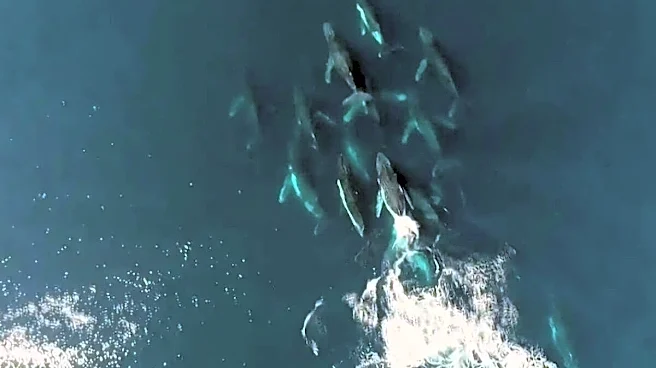 Whale 'Supergroup' So Huge It Looked Like 'Manhattan Skyline'. The Only Problem: Iran War