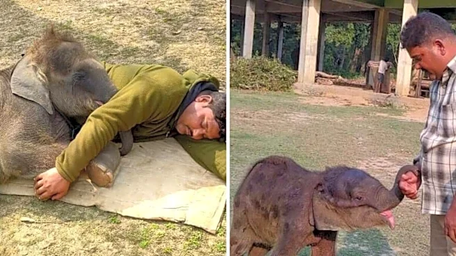 ‘Felt My Daughter Was Being Taken Away’: Mahout Ali, Elephant Bhawani & Transfer Order That Tested Strength Of Their Bond