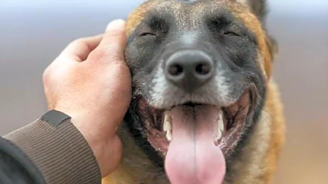 Barking Up The Right Tree: How Karnataka Canine Cop Sniffed Out A Canny Killer
