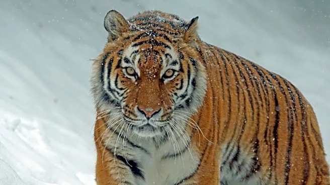 International Tiger Day 2026: 10 Amazing Facts About India's National Animal