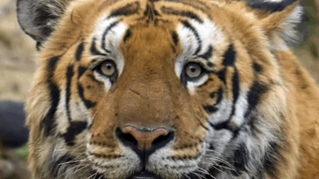 ‘He's So Chonky And Fluffy’: Internet Just Can’t Get Enough Of ‘India’s Biggest Tiger’ Gabbar At Dudhwa National Park