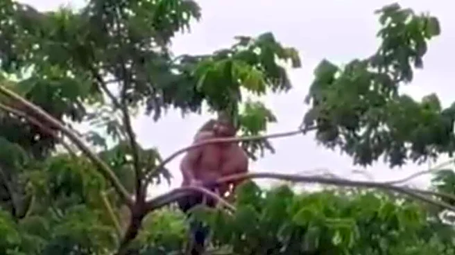 Scary Video Emerges Of Man Climbing Tree To Save His Life As Flood Surges Around Him In Jalgaon
