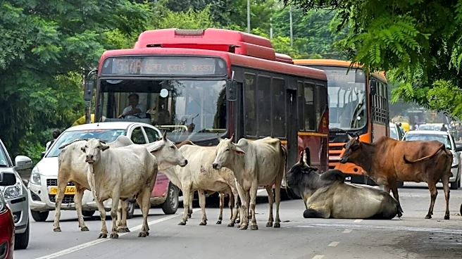 'People Abandon Cattle, Then Object If They're Eaten': Supreme Court Slams Double Standards