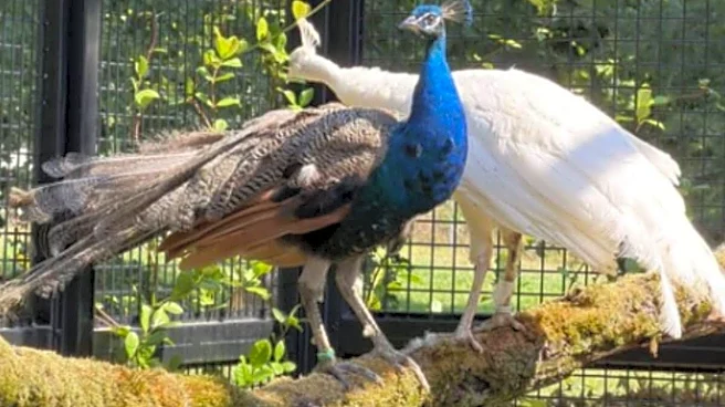 India Gifts 5 Peacocks To UN 45 Years After Indira Gandhi Did: Here's Why