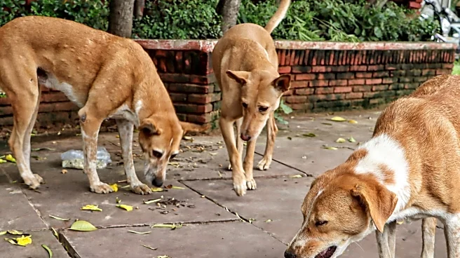 'Dozens Of Schools Closed, CRPF Deployed': How J&K's Rajouri Has Been Gripped By Stray Dog Terror
