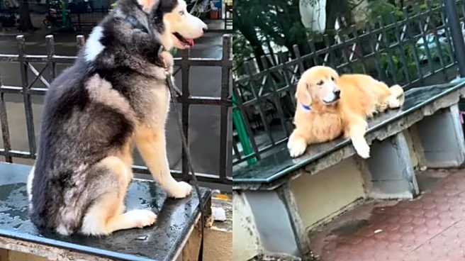 Thane Woman Objects To Dogs Sitting On Society Benches Says ‘People Do Yoga Here’; Internet Reacts